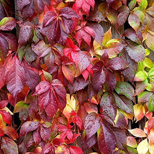 Vite vergine Parthenocissus Engelmannii | Impianto rampicante legnoso deciduo per giardino