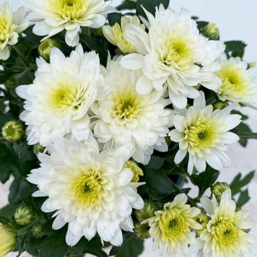 Chrysanthemen, Chrysanthemum multiflora, 8er-Set, weiß, Topf 10,5 cm Ø