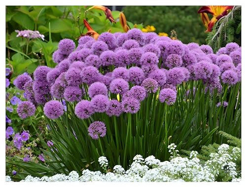 Stauden Gänge 3 x Allium 'Millenium' im 1 Liter Topf (Staude/Stauden/Mehrjährig/Winterhart) Zierlauch - Ein Blütenwunder, das ewig begeistert - Bienenfreundlich - Dauerblüher