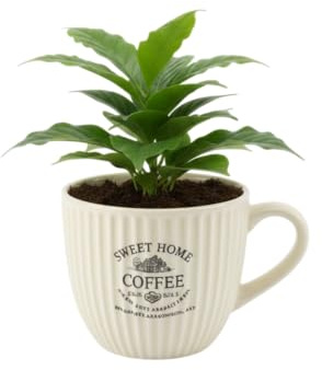 DECOALIVE Coffea Arabica Planta Natural del Café en Taza Regalo