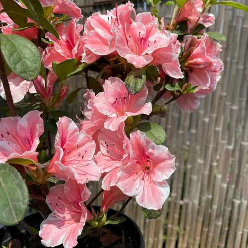 Semi di azalea, recisi rododendro giardino interno giardino balcone in vaso per l'arredamento dell'ufficio d'appartamento 30pcs