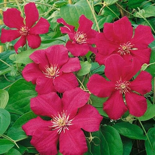 Plant Theory 60cm Cane Clematis Ernest Markham Red Flowering Vine Climbing Plant 3L Pot