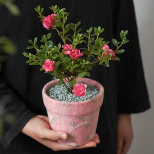 Semi di azalea, Le perenni sono di rododendro resistente, decorazione del soggiorno semi di varietà antiche 40pcs