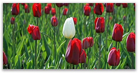 Tulup Acrylic Glass Print 120x60cm Wall Art - Wall Picture Plastic Acrylic Glass - Tulips Floral