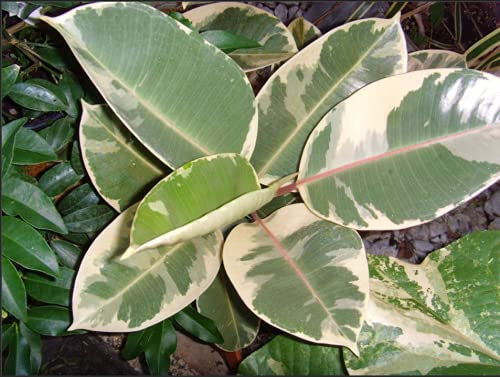 Rubber Plant - Variegated - Ficus - Tineke.