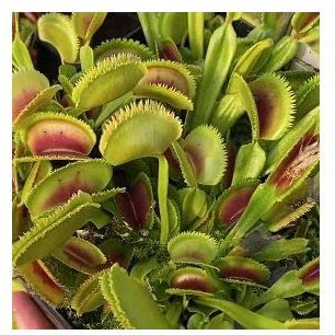 Stk - 5x Dionaea muscipula Short Teeth Fliegenfalle Pflanzen - Samen B1270 - Seeds & Plants Shop by Ipsa