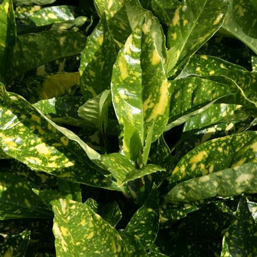 Plant Theory Crotonifolia Japanese Laurel Aucuba Japonica Outdoor Shrub Plant in Green 2L Pot