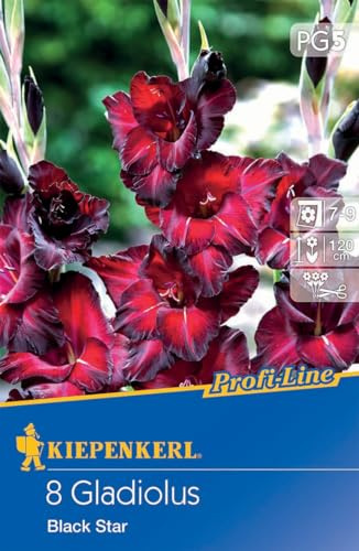 Kiepenkerl Großblumige Gladiole Black Star - Blumenzwiebeln, Mehrjährig, Schneckenresistent, Dunkelrot, Sommer-Herbstblüte