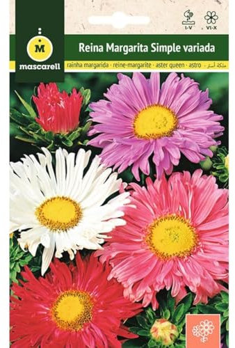 Mascarell Graines Reine Marguerite Simple Variée Graines Fleurs Extérieur Décoration 2 g