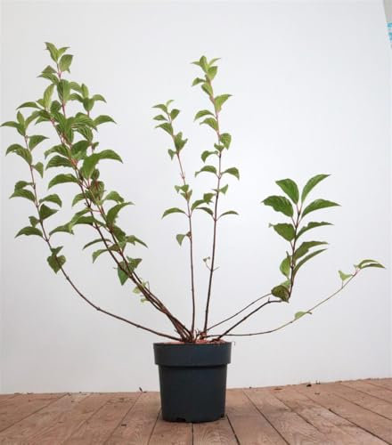 Viburnum bodnantense 'Dawn' 60-80 cm – Winterhart, Mehrjährig, Pflegeleicht – Duftschneeball – Heckenpflanze für Garten & Sichtschutz