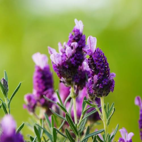 semi resistenti di lavanda - giardino roccioso decorative perenni soggiorno 600pcs