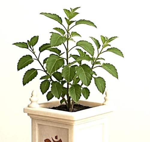 Tulsi Samen, Heiliges Basilikum, Ocimum tenuiflorum, holy Basil, Tulasi seeds (500 Samen)