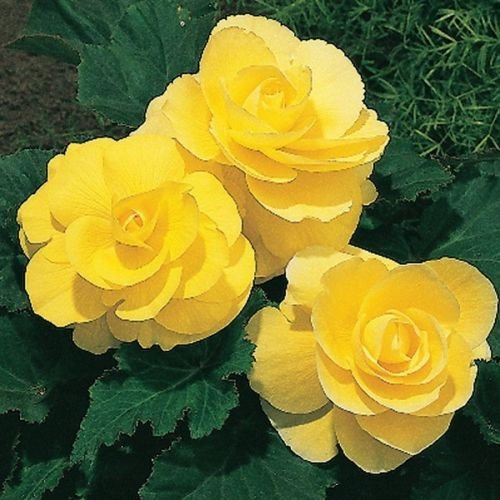 Über 30 wunderschöne gefüllte gelbe Begonien-Blumensamen, einjährig, für drinnen oder den Garten