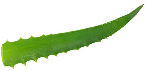 Vonderweid - Foglie di Aloe Arborescens da coltivazione Siciliana a Cielo Aperto | Foglie di Qualità per fare Aloe Arborescens succo - Aloe Arborescens Gel e Aloe Padre Zago | (3 KG)
