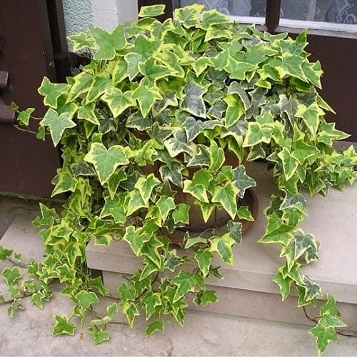 Six Gold & Green Variegated Trailing Ivy Hedera Plants. Evergreen Hardy Indoor or Outdoor Winter Foliage. Real Living Plants.