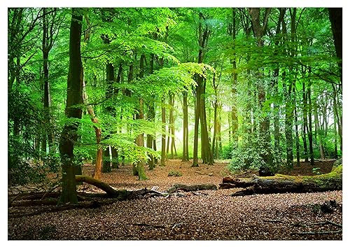 WallArena - Vlies Fototapete Wald Bäume grün Natur 368x254 cm - Fototapeten - Tapeten - für Wohnzimmer Schlafzimmer - Vliestapete Wandtapete Tapete 3D Effekt- inkl. Kleister