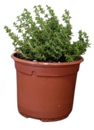 Planta de Tomillo Aromático Natural Arbusto Resistente de Fácil Cuidado