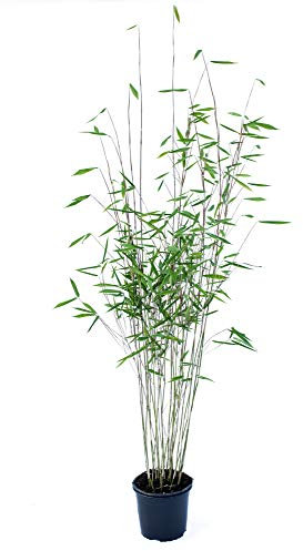 Schwarzer Bambus - Fargesia nitida Black Pearl - keine Wurzelausläufer - schnell wachsend - winterhart (80/100 cm hoch)