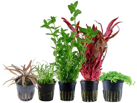 Garnelio Aquarium Pflanzen - 5X Wasserpflanzen - Aquarienpflanzen für Anfänger - Alternanthera Micranthemum Lilaeopsis Cryptocoryne Bacopa - Set mit 5 Aquariumpflanzen