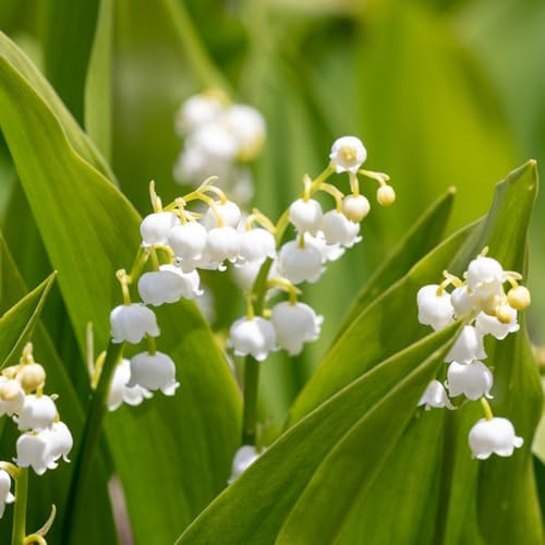 Bulbos de lirio de los valles, invernaderos de balcón de verdes resistentes para el jardín 10pcs