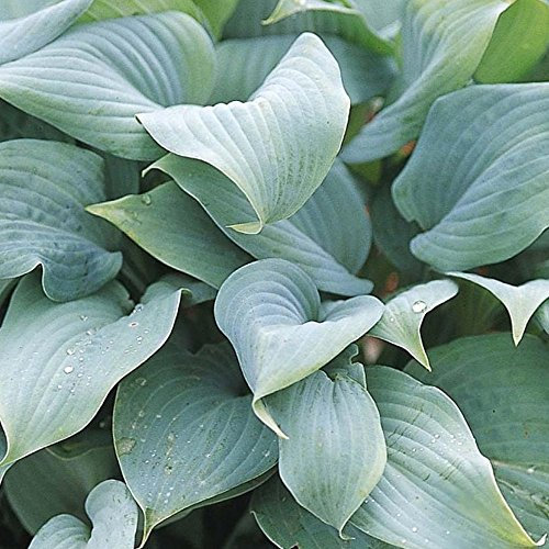 Hosta 'Fragrant Blue' Herbaceous Perennial Hardy Plant in 9cm Pot