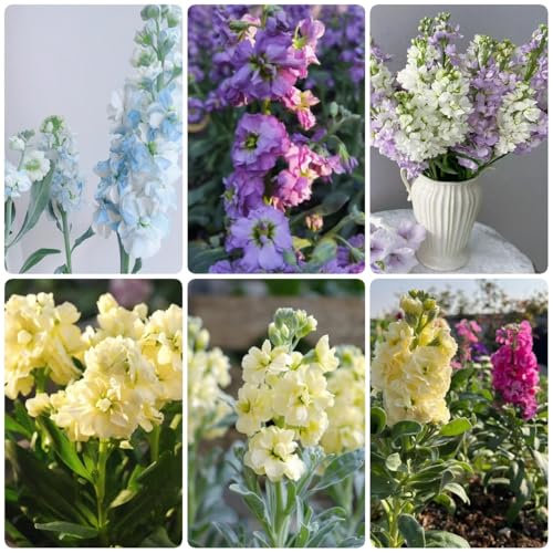 50 pcs usambaraveilchen pflanze samen veilchen samen, balkonblumen blumen geschenk levkojen pflanzen garten, blumen balkon dachbegrünung samen bienen wiese kräutersamen garten pflanzen