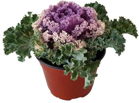 Repollo Ornamental Vivo - Hojas Coloridas para Paisajes Únicos - Brassica Oleracea Natural