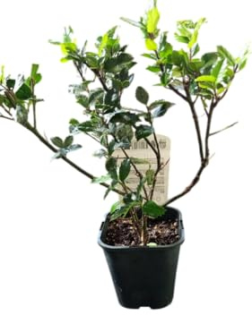 DECOALIVE Acebo Natural Planta Navideña Clásica para Decorar con Estilo