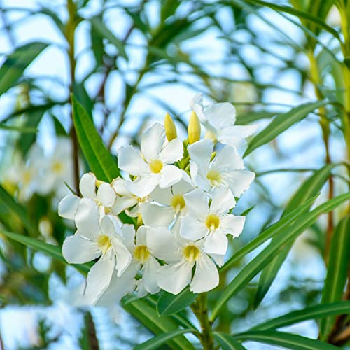 oleander exotische zimmerpflanzen büropflanzen gartendeko für draußen kräuterpflanzen biosaatgut frühlingsblumen topfpflanzen echt pflanzendeko wildblumen balkonblumen sommerblumen 50samen