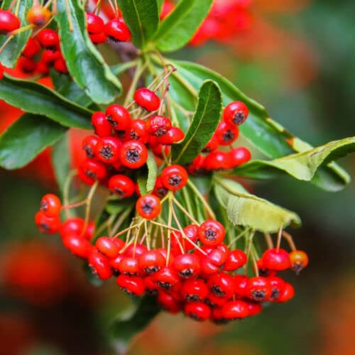 1 x Pyracantha 'Red Cushion' / Firethorn 'Red Cushion' 15-20cm Tall in 9cm Pots