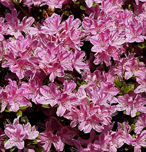 Japanische Azalee Pink Poetry 25-30cm - Rhododendron obtusum - Zwerg Alpenrose - lebende Gartenpflanze aus den Baumschulen