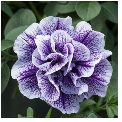 Petunia Tumbelina Priscilla - 6 Starter Plants Vibrant Bedding Plants. Ready for pots or Hanging Baskets Plants Online.Summer Garden