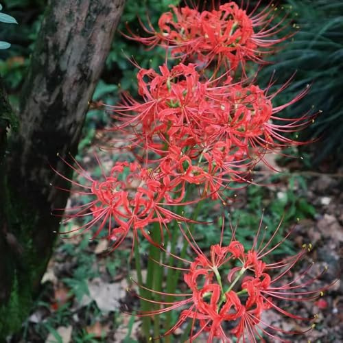 bulbos de sangre jardín de jardín araña lirio bulbos interior exóticas resistentes al exterior, tempranas, 5pcs