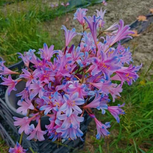 Bulbos de lirio araña - Lycoris radiata - balcón raras resistente jardín 6pcs