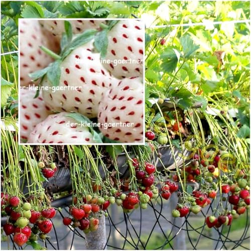 Erdbeer Mix rot & weiß Monatserdbeeren süß & saftig winterhart Obst Obstsamen Erdbeersamen 100 Samen GEMISCHT in EINER TÜTE von der-kleine-gaertner