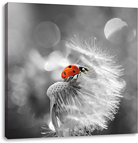 Pixxprint Kleiner Marienkäfer auf Pusteblume schwarz, weiß, Größe: 60x60, Leinwandbild Quadratisch, Wandbild, Kunstdruck, fertig bespannt