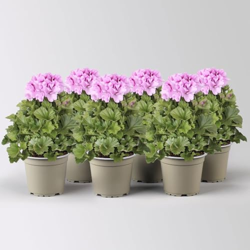 Edelgeranie Bella Donna® 'Don Sergio®', flieder, Topf-Ø 12 cm, 4 Pflanzen