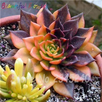 Bloom Green Co. 100 pc/Sacchetto Semi di Aloe Cactus Agave, Piante succulente Rare Bonsai Semi Agave-Americana Vaso Agave Piante per Il Giardino Domestico: 3