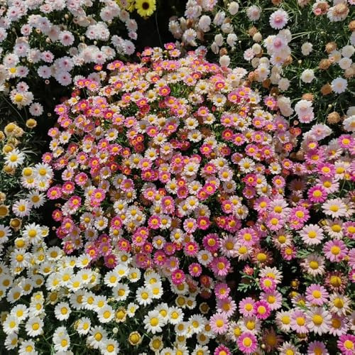 Semi di margherita perenni, Argyranthemum frutescens, rare semi di tappezzante resistenti semi di estivi 800pcs