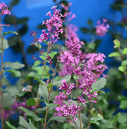 Edelflieder Bloomerang® Dark Purple 60-80cm - Syringa - lebende Gartenpflanze aus den Baumschulen