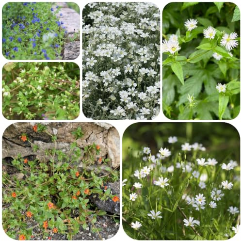 semillas de pamplina Decoraciones jardín exteriores interior 110pcs