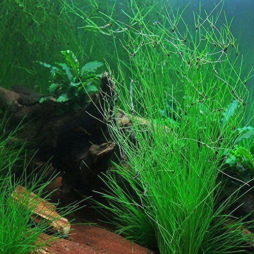 PondPlantsUK - Eleocharis Vivipara - Aquarium Plants