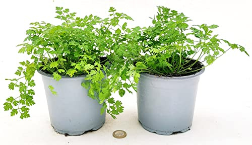 POWERS TO FLOWERS - ANTHRISCUS CEREFOLIUM BIO, CERFOGLIO, 2 PIANTE, VASO 14CM, piante vere