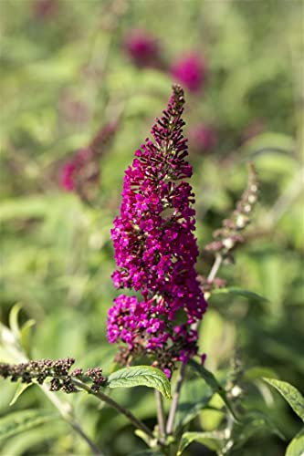 Buddleja davidii 'Nanho Purple' 40-60 cm – Winterhart, Mehrjährig, Pflegeleicht – Schmetterlingsflieder – Zierstrauch für Garten & Beet