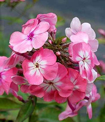Hohe Flammenblume Bright Eyes - Phlox Paniculata - lebende Gartenpflanze aus den Baumschulen
