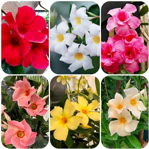 35 piezas comprar semillas de dipladenia, mandevilla jardín resistentes perennes exóticas como para