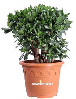 Pianta di Crassula Ovata Pianta di Albero Di Giada pianta succulenta pianta ornamentale pianta da esterno pianta grassa pianta vera venduta da eGarden.store