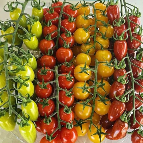 Cherry TomatenSamen, geschenke für gartenfreunde seltene frisches steingartenpflanzen alte sorten 30pcs