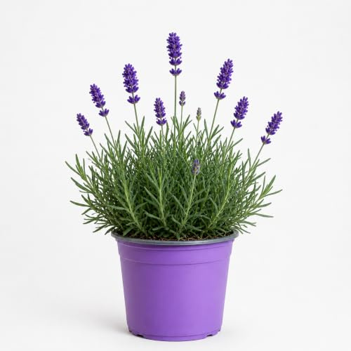 Lavanda Stoecha Planta Natural de Exterior, Maceta de 13 cm | Cantueso, Flores para Terraza y Jardín