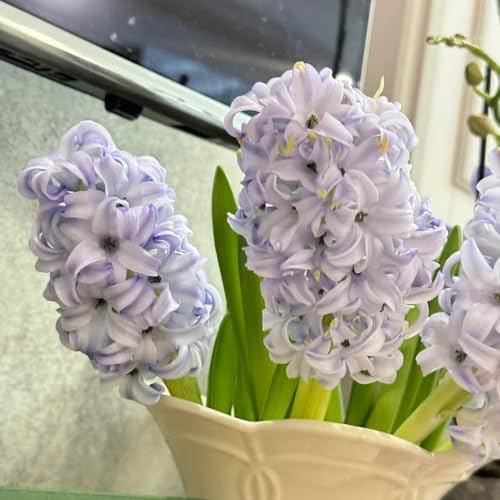 Hyazinthen, winterfeste für balkon Hyacinthus orientalis, bodendecker winterhart blumenzwiebeln 2Zwiebeln
